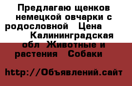 Предлагаю щенков немецкой овчарки с родословной › Цена ­ 10 000 - Калининградская обл. Животные и растения » Собаки   